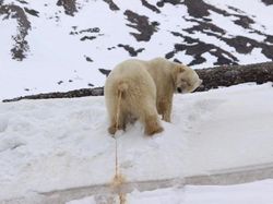 Foto Kegagalan Memotret Burung, Urung Kesal Malah Bikin Ketawa