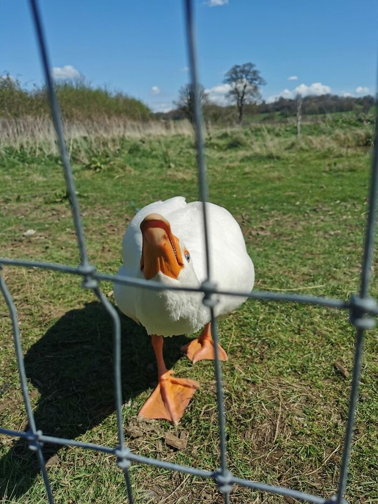 Foto burung yang gagal Foto burung yang gagal