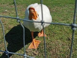 Foto Kegagalan Memotret Burung, Urung Kesal Malah Bikin Ketawa