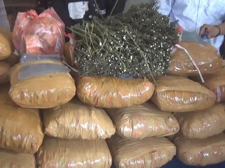 Penampakan 36 Kg Ganja yang Ditemukan di Perpustakaan SD di Sumbar