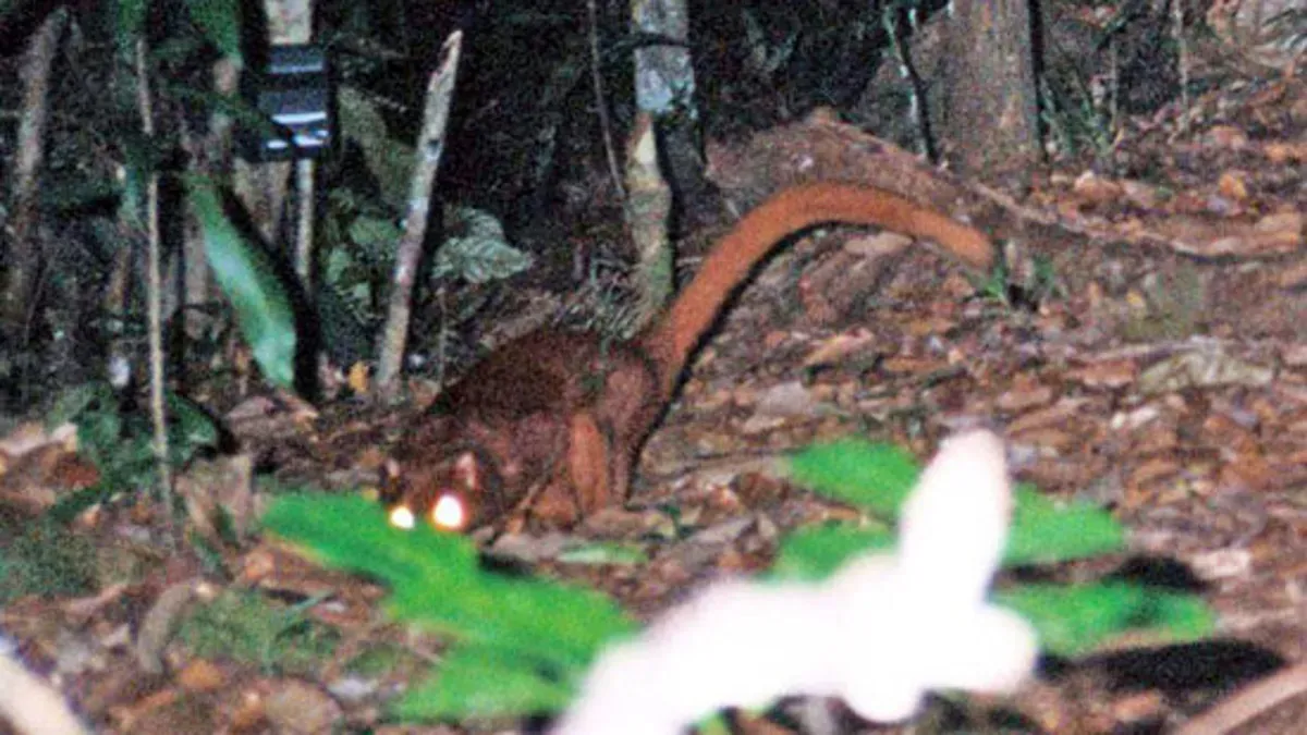 Hewan misterius di Kayan Mentarang, Kalimantan