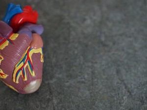 Miokardium Adalah Lapisan Otot Jantung, Apa Fungsinya?