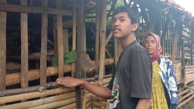Kabar baik datang dari Keluarga Bu Enung. Anak-anak Bu Enung yang sebelumnya berharap penghasilan dari pekerjaan pencari batu, sekarang mulai beternak domba.