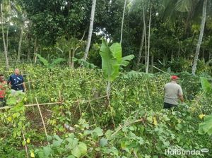 Ulah Petani di Lampung, Tanam Pohon Ganja di Sela-sela Sayuran