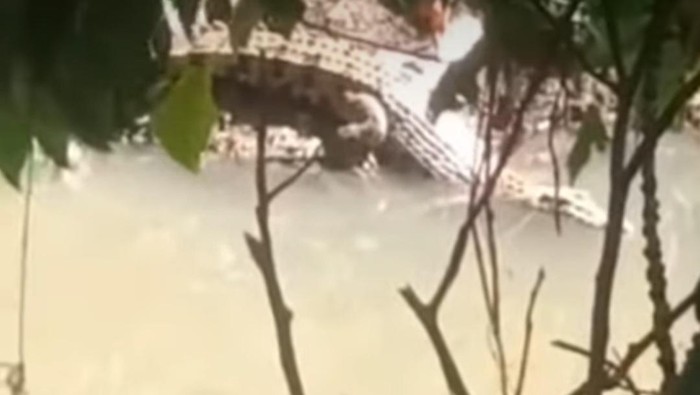 Buaya berukuran 3 meter muncul di Sungai Talaki, Kabupaten Mamuju, Sulawesi Barat (Sulbar).