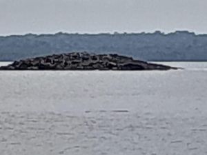 Peneliti BRIN: Pulau Baru Muncul Usai Gempa M 7,5 Maluku Akibat Patahan
