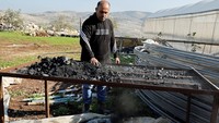 Petani asal Palestina Atatrah menyiapkan batu bara yang dia gunakan untuk menanam stroberi sebagai pengganti tanah.  