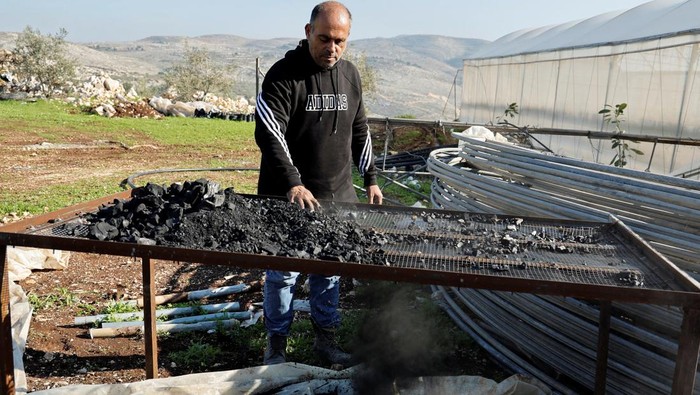 Palestinian Shadi Atatrah, 48, picks strawberries which he grows with coal instead of soil, in Khirbet al-Muriha, near Jenin, in the Israeli-occupied West Bank, December 29, 2022 REUTERS/Raneen Sawafta