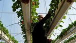 Petani Palestina Budi Daya Stroberi dengan Batu Bara Petani Palestina Budi Daya Stroberi dengan Batu Bara