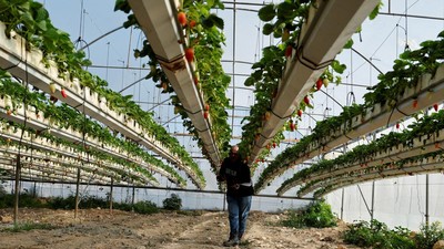 Petani Palestina Budi Daya Stroberi dengan Batu Bara