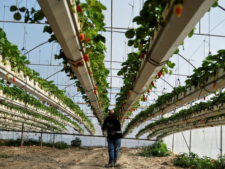 Petani Palestina Budi Daya Stroberi dengan Batu Bara