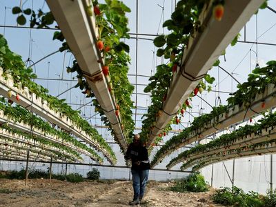 Petani Palestina Budi Daya Stroberi dengan Batu Bara