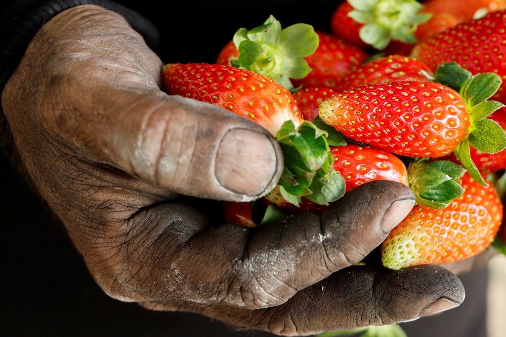 Palestinian Shadi Atatrah, 48, picks strawberries which he grows with coal instead of soil, in Khirbet al-Muriha, near Jenin, in the Israeli-occupied West Bank, December 29, 2022 REUTERS/Raneen Sawafta