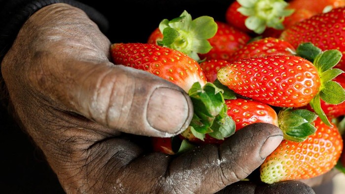 Petani Palestina Budidaya Stroberi dengan Batu Bara Palestinian Shadi Atatrah, 48, picks strawberries which he grows with coal instead of soil, in Khirbet al-Muriha, near Jenin, in the Israeli-occupied West Bank, December 29, 2022 REUTERS/Raneen Sawafta