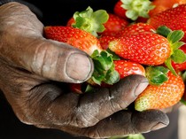 Jabar Hari Ini: Temuan Mortir Bekas di Kebun Stroberi yang Bikin Geger