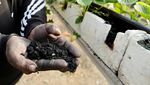 Petani Palestina Budi Daya Stroberi dengan Batu Bara Petani Palestina Budi Daya Stroberi dengan Batu Bara
