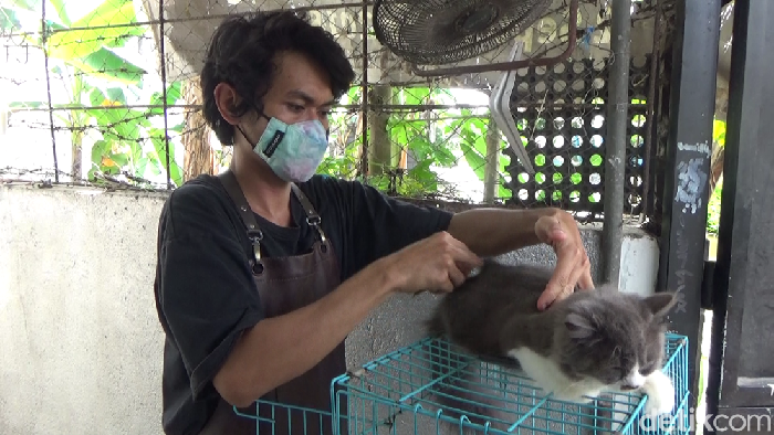 Sahlan sedang melakukan perawatan kucing
