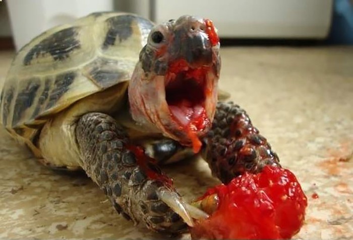 Seram Sekaligus Menyeramkan, Ini 10 Pose Hewan Imut Makan Strawberry Seram Sekaligus Menyeramkan, Ini 10 Pose Hewan Imut Makan Strawberry