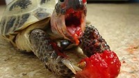 Lengkap dengan bulir dari buah strawberry yang berwarna merah. Kura-kura ini terlihat seperti tengah berteriak, dengan cipratan darah di wajahnya. Foto: Pool/Site