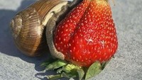 Berusaha menelan buah strawberry secara utuh, siput ini mengalami kesulitan hingga bagian mulutnya menjadi seperti ini. Foto: Pool/Site