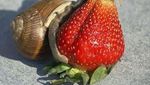 Seram Sekaligus Menggemaskan, Ini 10 Pose Hewan Imut Makan Strawberry