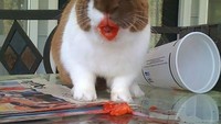 Kalau kelinci yang satu ini, terlihat seperti tengah memakai lipstick menggunakan warna merah. Padahal kelinci ini habis makan buah strawberry. Imut ya? Foto: Pool/Site