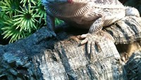 Ditambah dengan warna merah di ujung bibir, lizard yang satu ini terlihat manis dan menarik. Tentu saja ini efek sehabis makan buah strawberry. Foto: Pool/Site
