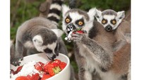  Kalau kumpulan hewan primata bernama Lemur ini, hidup di Madagaskar. Mereka terlihat begitu bersemangat saat tengah menikmati buah strawberry yang segar. Foto: Pool/Site