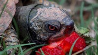 Dengan bola mata yang merah, dan bercak merah dari buah strawberry membuat kura-kura ini mendapat julukan kura-kura iblis dari para netizen. Foto: Pool/Site