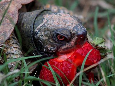 Seram Sekaligus Menggemaskan, Ini 10 Pose Hewan Imut Makan Strawberry