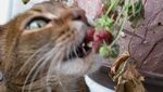 Seram Sekaligus Menggemaskan, Ini 10 Pose Hewan Imut Makan Strawberry