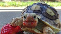  Kalau foto kura-kura yang satu ini dijuluki sebagai pembunuh strawberry di pinggir jalan. Foto: Pool/Site