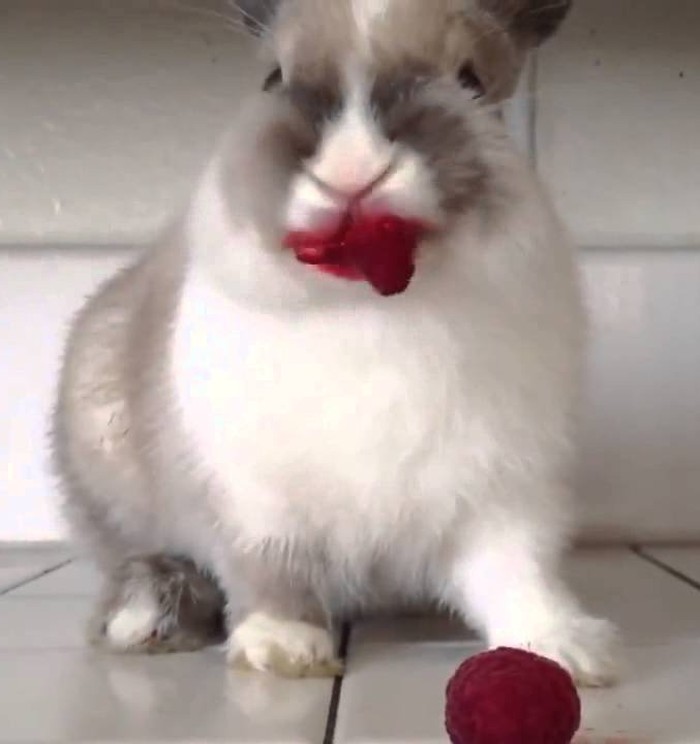 Seram Sekaligus Menyeramkan, Ini 10 Pose Hewan Imut Makan Strawberry Seram Sekaligus Menyeramkan, Ini 10 Pose Hewan Imut Makan Strawberry