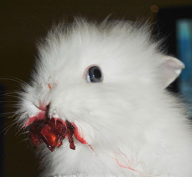 Seram Sekaligus Menyeramkan, Ini 10 Pose Hewan Imut Makan Strawberry