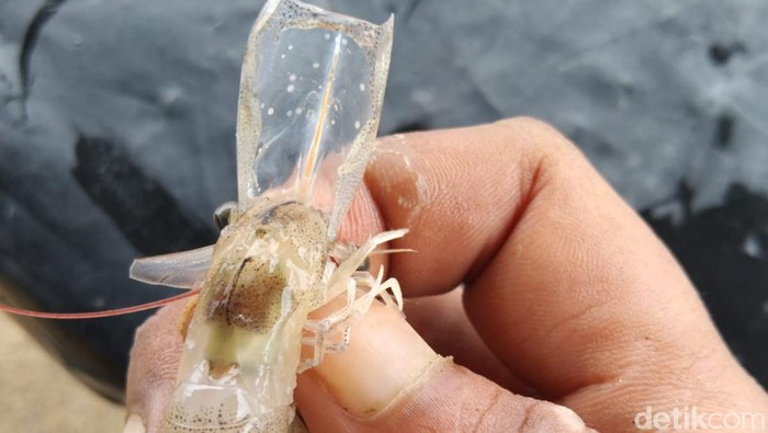 Udang vaname budi daya tambak di Desa Kaliwlingi, Brebes, mati akibat serangan virus. Foto diunggah Rabu (11/1/2023).