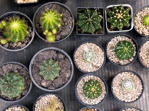 7 Tanaman Pembawa Sial Menurut Feng Shui