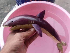 Bukan Dikecam, Aksi Netizen Goreng Ikan Hiu Ini Justru Bikin Ngakak