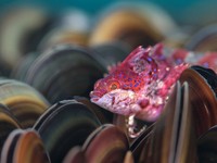 Close-up Photographer of the Year Awards 2022