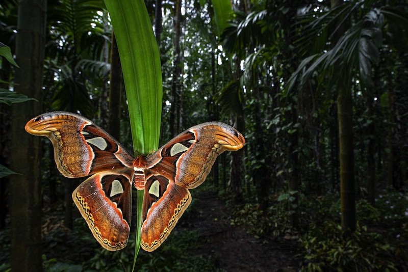 Close-up Photographer of the Year Awards 2022