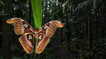 Foto karya Uday Hegde dari Uday Hegde. Ngengat Atlas yang cantik ini ( Attacus atlas ) ditemukan saat saya berjalan-jalan sehari-hari di perkebunan pinang kami di Sirsi, India. Karena perkebunan kami dikelilingi oleh hutan hijau, banyak katak, ular, serangga, dan kupu-kupu berlindung di sana.  Foto: Close-up Photographer of the Year Awards