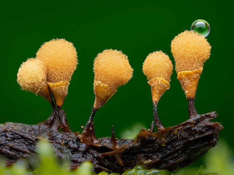 Close-up Photographer of the Year Awards 2022
