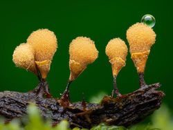 Jawara Kontes Foto Close-up Bikin Mata Terpukau