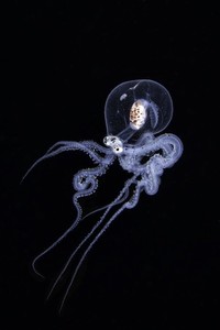 Close-up Photographer of the Year Awards 2022
