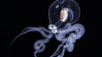  Foto karya Pietro Cremone dari Italia. Pada malam hari, banyak bentuk hewan planktonik muncul dari laut dalam, sehingga memungkinkan untuk memotret makhluk yang fantastis ini. Ini adalah bentuk larva gurita mimik ( Wonderpus photogenicus ). Itu diambil saat saya melayang 300 kaki di bawah permukaan di Anilao, Filipina dalam kegelapan total tanpa titik referensi apa pun.  Foto: Close-up Photographer of the Year Awards