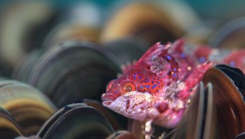 Foto karya Kate Jonker dari Afrika Selatan. Ketika saya menyelam 25 meter di Steenbras Deep di tengah False Bay, Afrika Selatan, saya menemukan sepetak kecil kerang Mediterania. Spesies invasif ini, yang dibawa ke perairan Cape Town di lambung kapal yang lewat pada 1980-an, adalah binatang buas, menggantikan kehidupan laut yang berwarna-warni di bagian dangkal beberapa terumbu dengan bercak gelap. . Foto: Close-up Photographer of the Year Awards