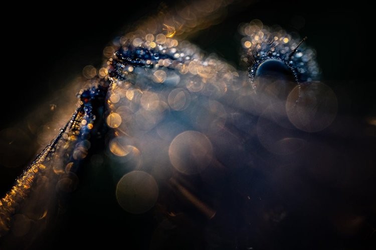 Close-up Photographer of the Year Awards 2022