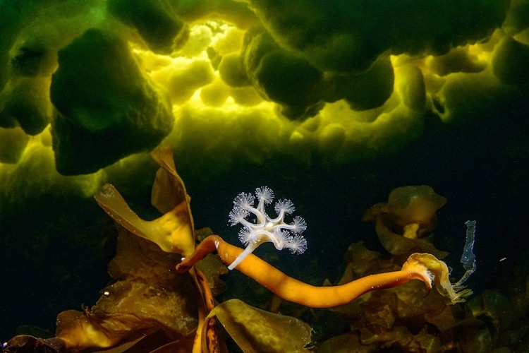 Close-up Photographer of the Year Awards 2022