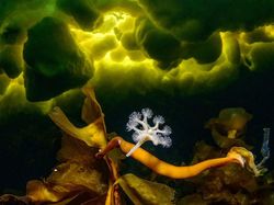 Jawara Kontes Foto Close-up Bikin Mata Terpukau