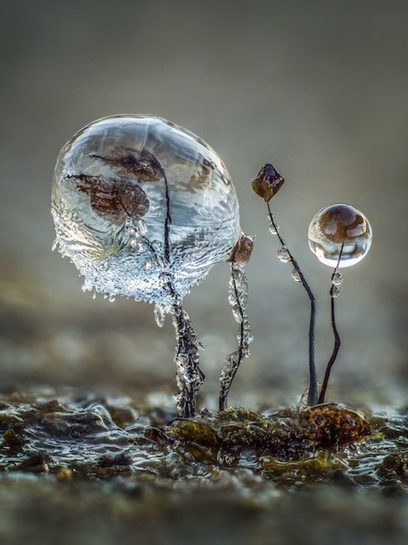 Close-up Photographer of the Year Awards 2022