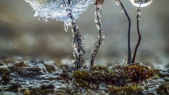 Foto karya Barry Webb dari Inggris. Pada bulan Januari tahun lalu, setelah dua hari kabut beku dan suhu di bawah nol, saya menemukan beberapa Comatricha dewasa , tumbuh di tiang pagar tua yang tergeletak di atas tumpukan kayu busuk yang dibuang. Saya tertarik dengan cara es membungkus jamur lendir, menciptakan bentuk-bentuk aneh, berangin, seperti daun. Yang tertinggi hanya setinggi 3mm, termasuk es. Gambar akhir adalah hasil dari 55 gambar dengan kurung fokus yang digabungkan dalam Zerene Stacker. Foto: Close-up Photographer of the Year Awards